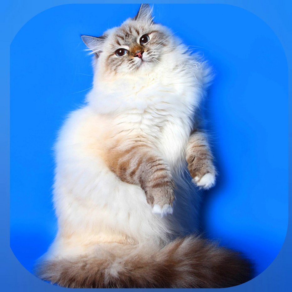 Невские маскарадные кошки котята