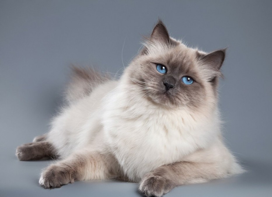 Невская маскарадная кошка кот