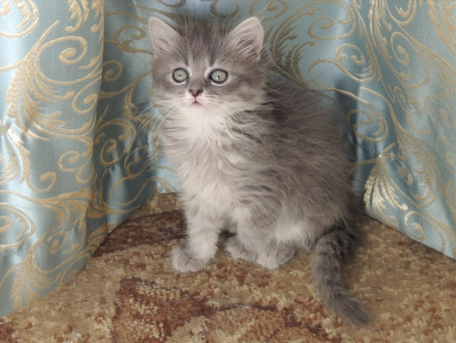 Шотландская длинношерстная прямоухая кошка котенок