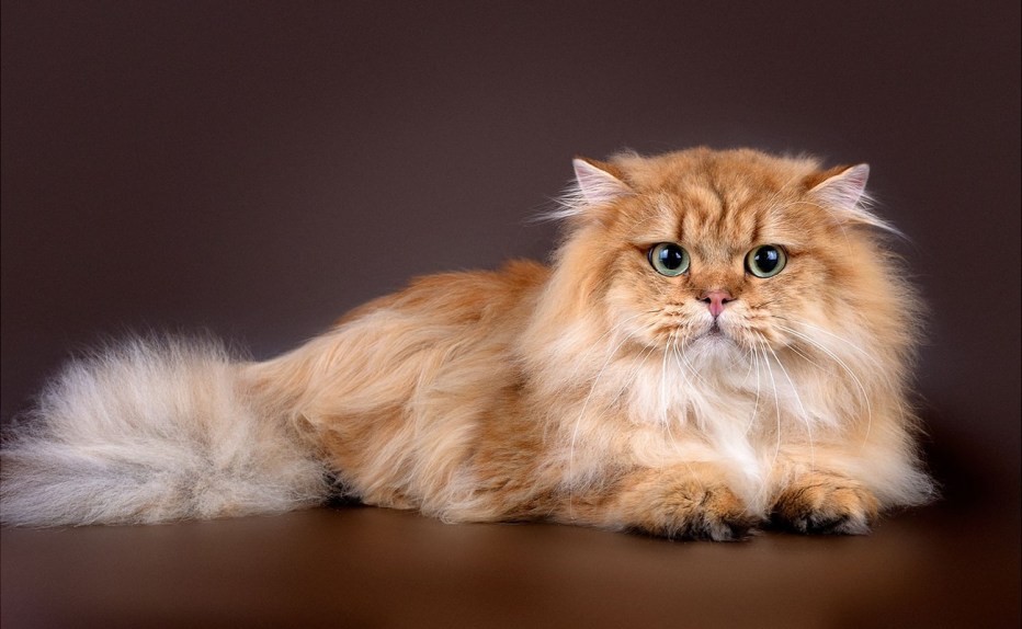 Кошка хайленд страйт