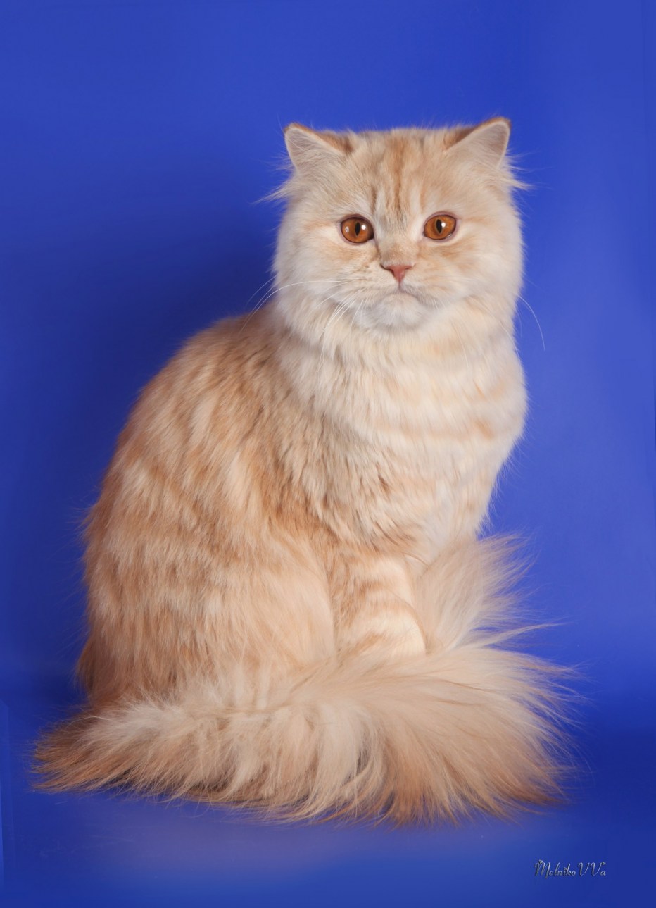 Скоттиш страйт хайленд кошки