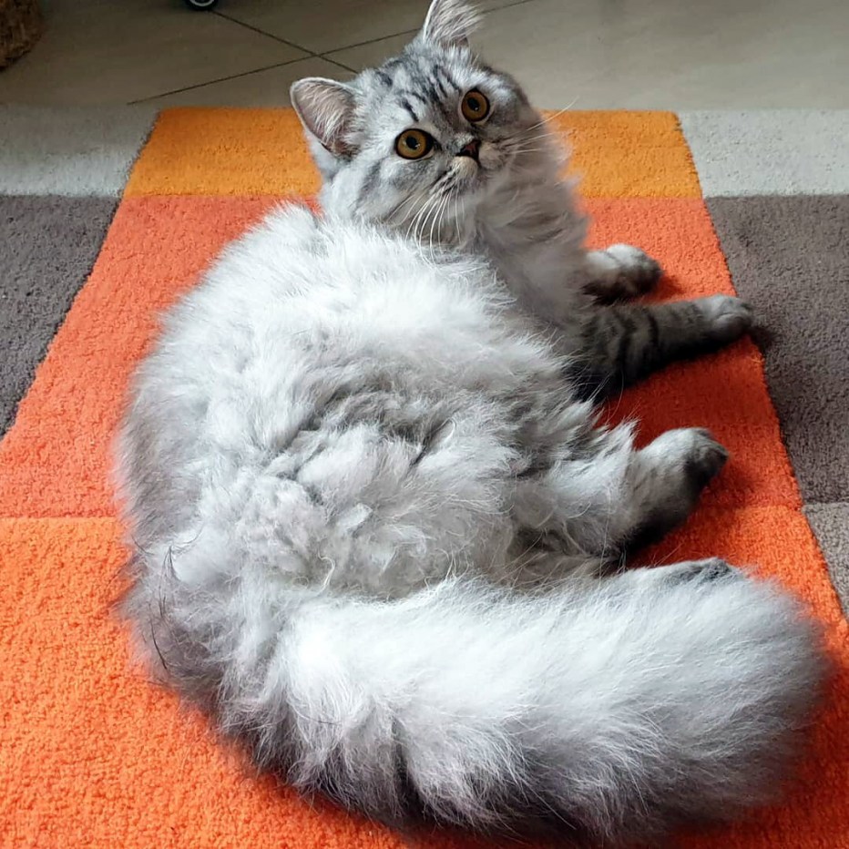 Кошка хайленд страйт