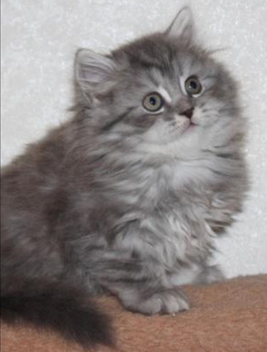 Коты хайленд страйт