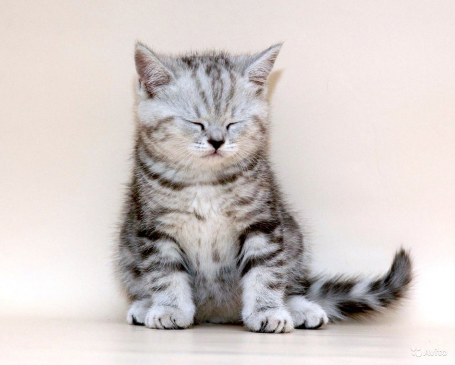 Скоттиш страйт котенок серый