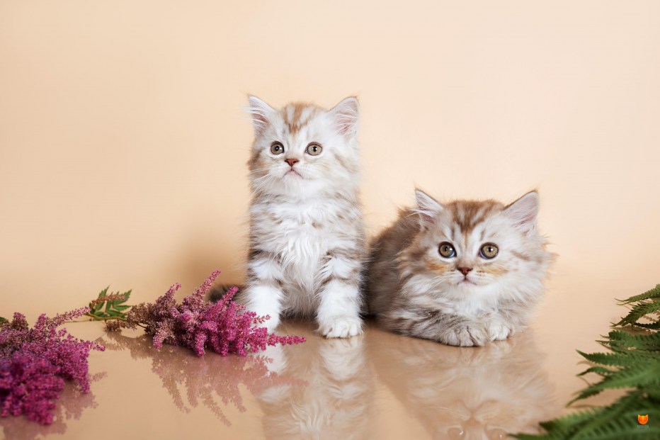 Хайленд страйт котенок Тигренок