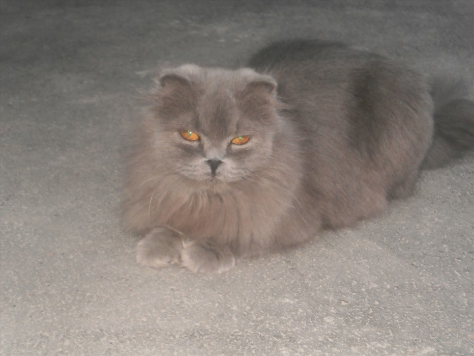 Скоттиш фолд шиншилла прямоухая