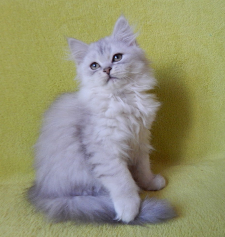 Шотландская кошка прямоухая длинношерстная шиншилла