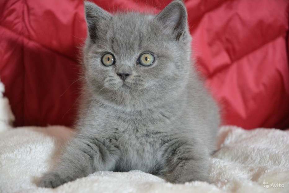 Британская длинношерстная прямоухая кошка