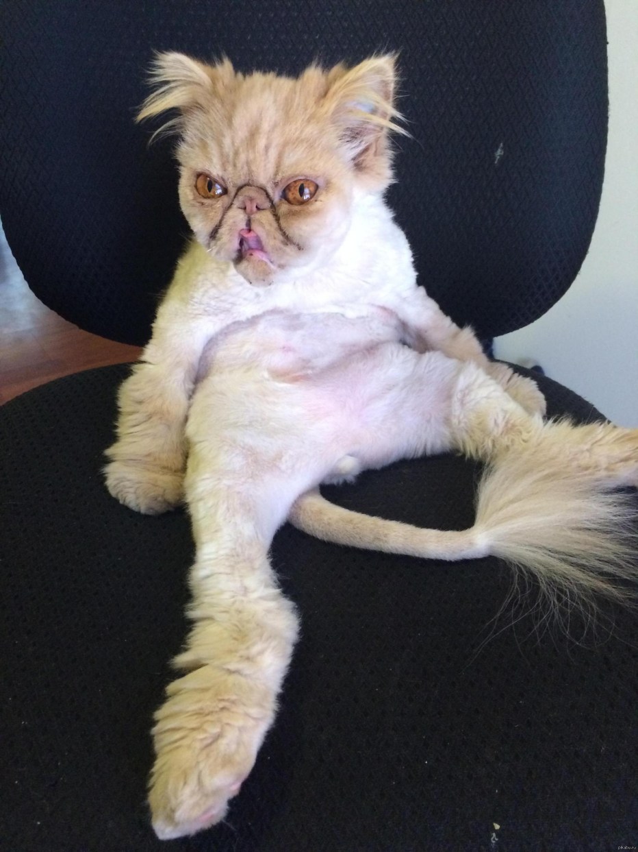 Коты угар