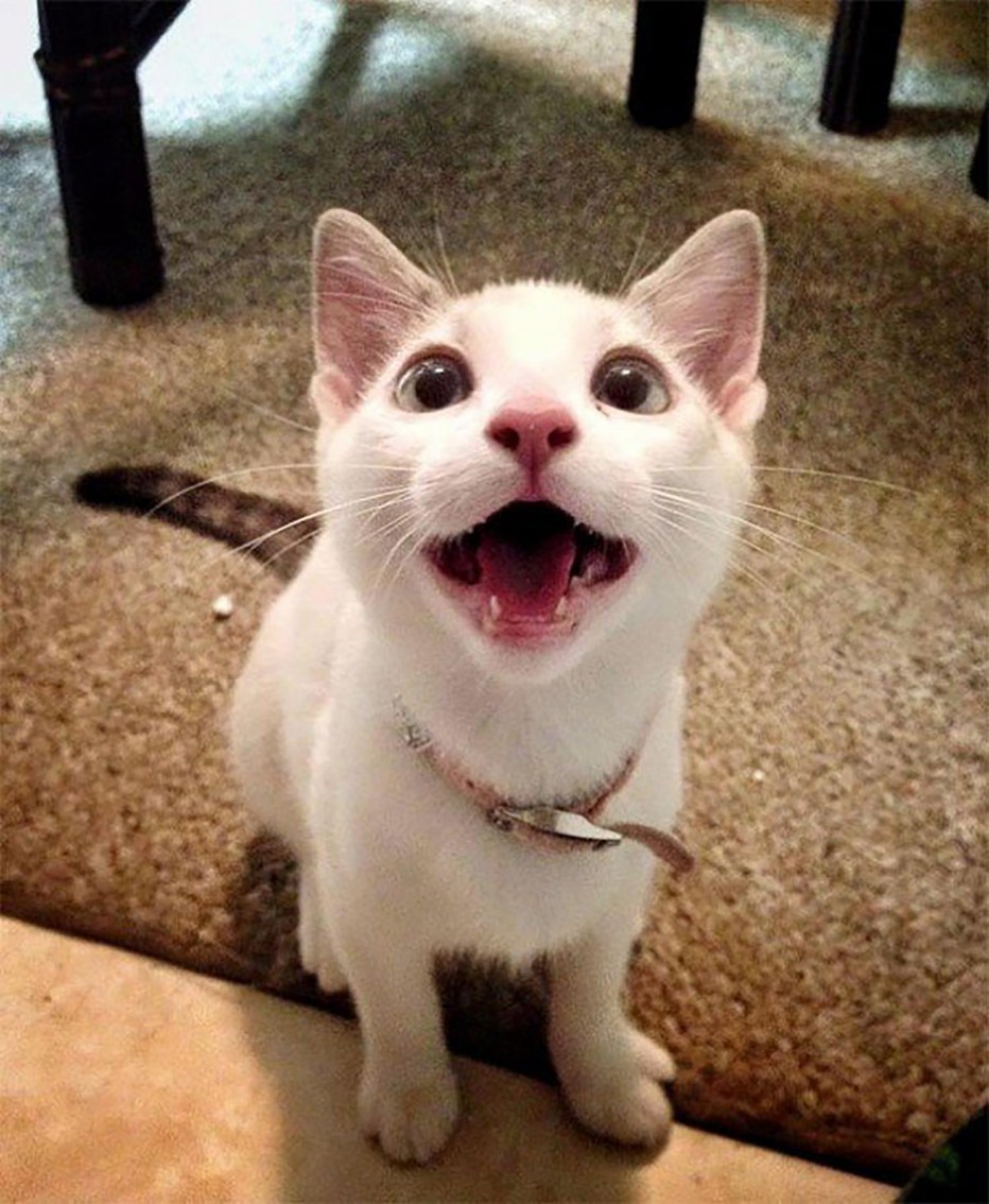 УГАРНЫЙ кот