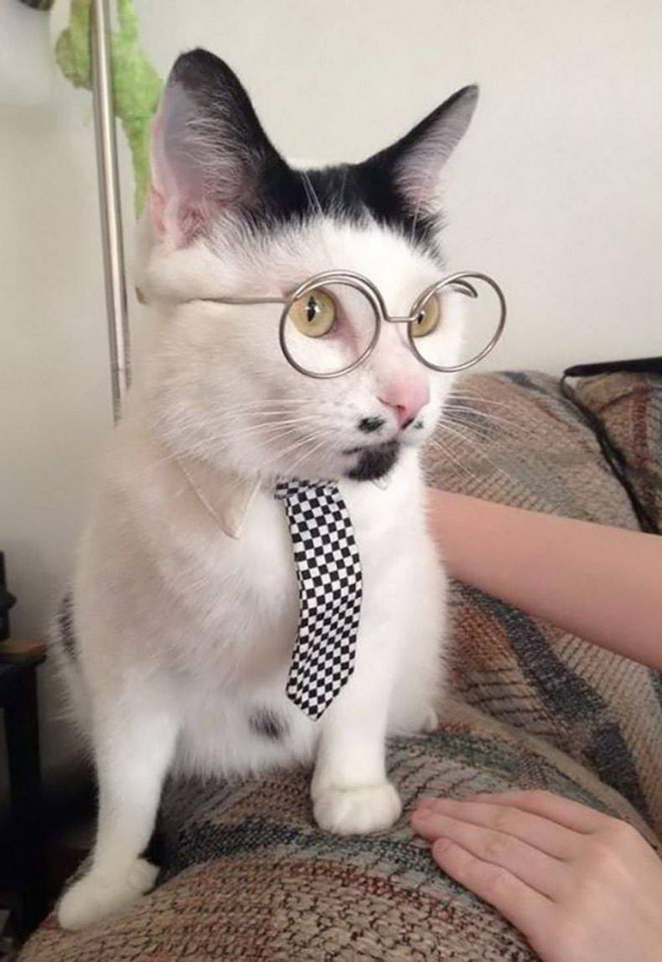 Прикольные кошки