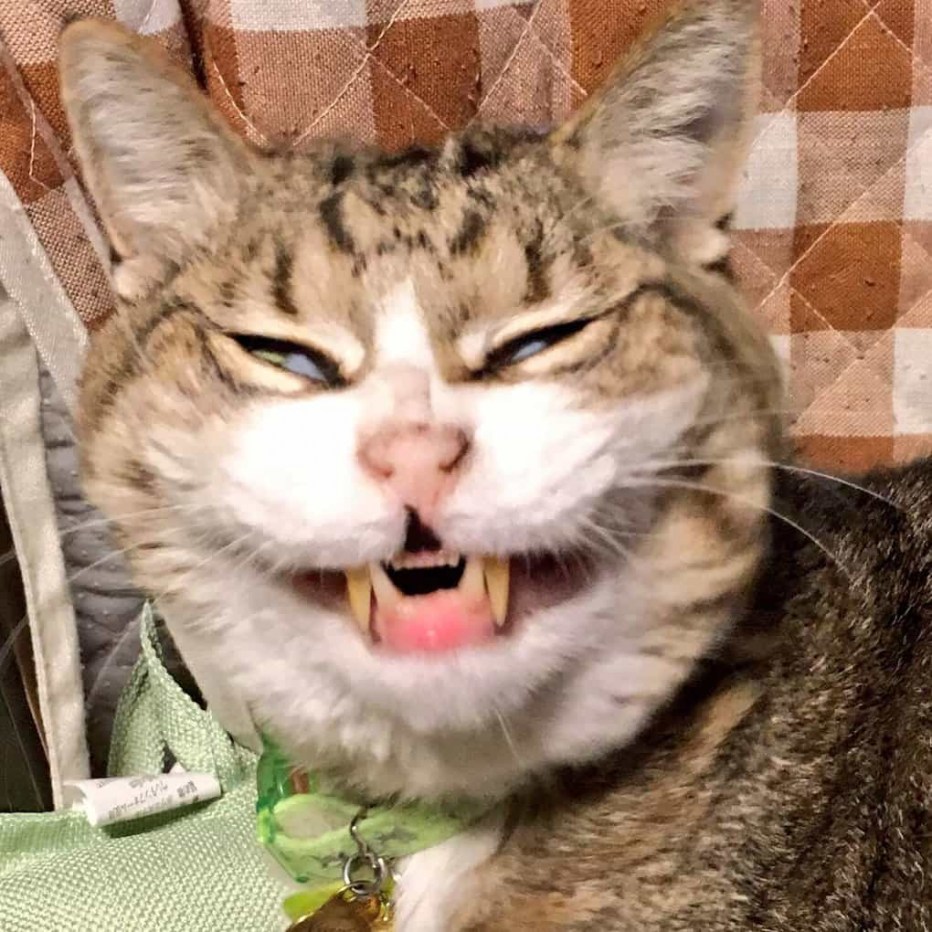 Кот угорает