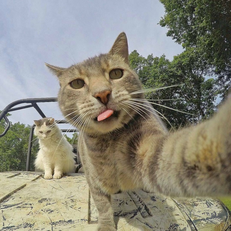 Угарные кошки