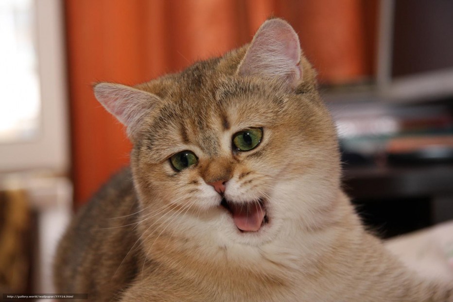 Смешной кот