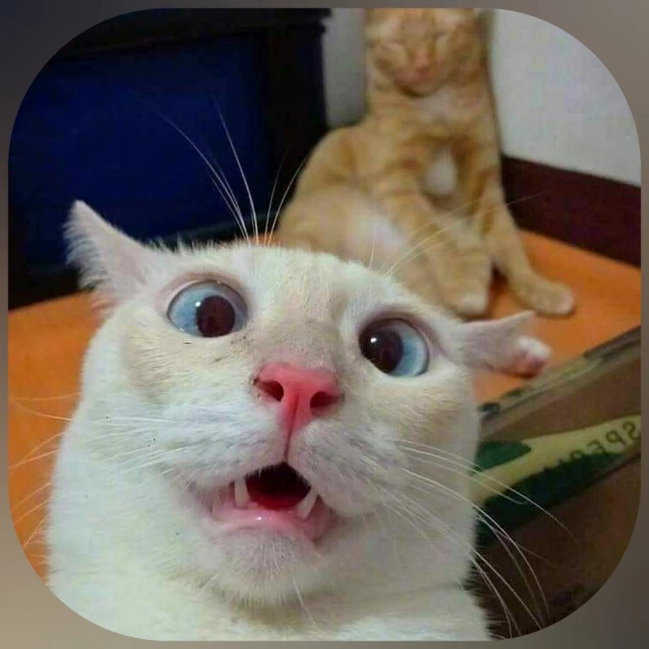 Кот селфи