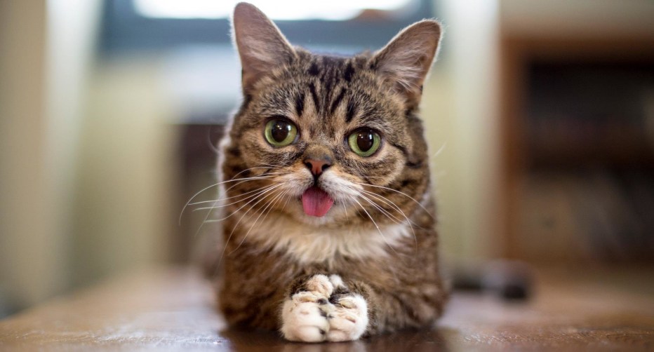 Смешные котики