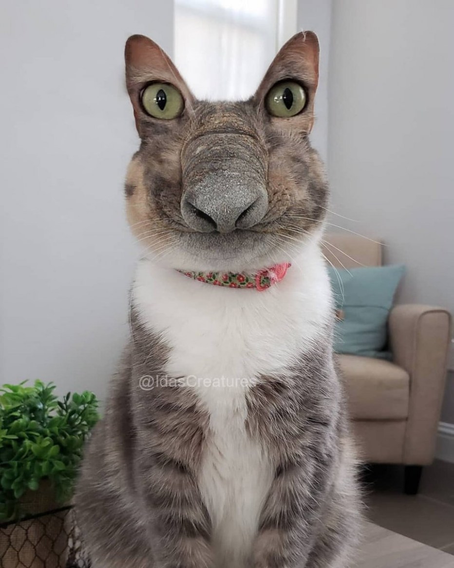 Упоротый кот