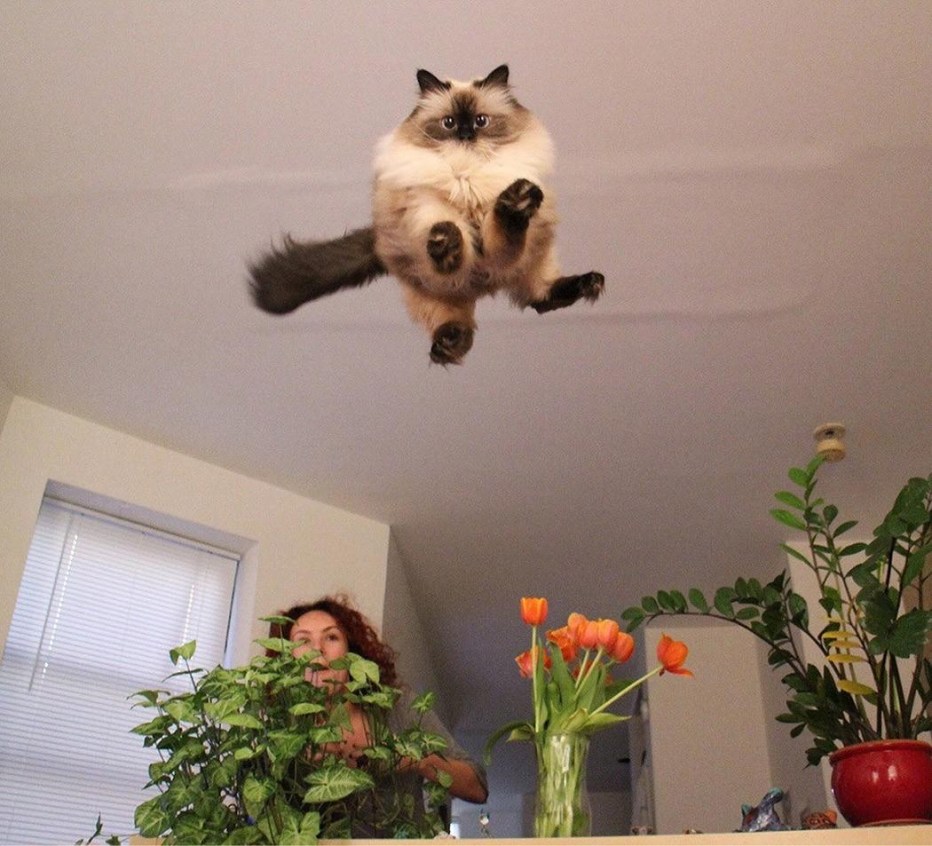 Коты в смешных ситуациях