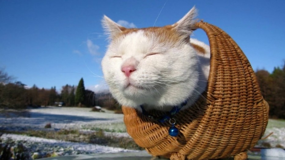 Самый довольный кот