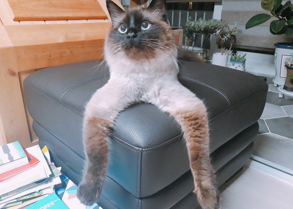 Смешной кот ржака