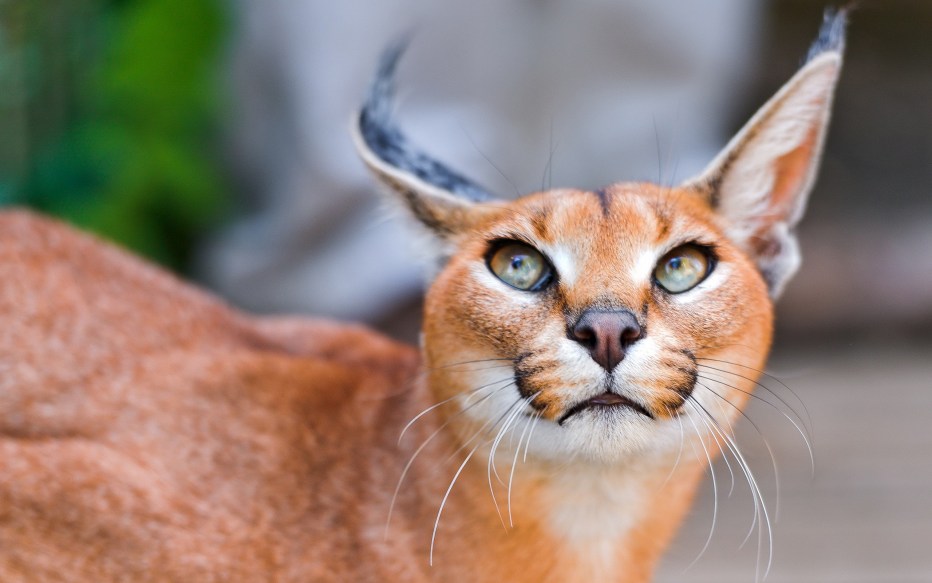 Каракал кошка