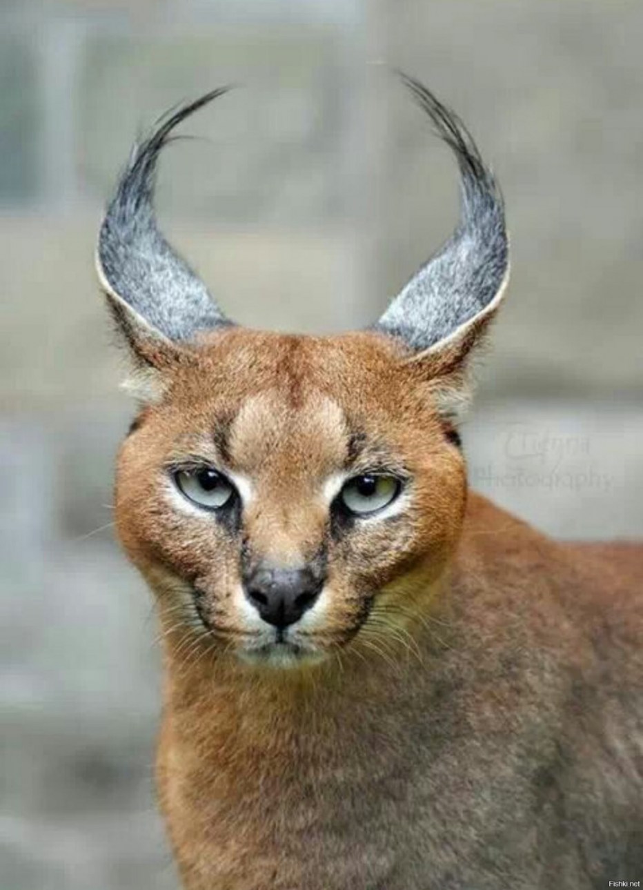 Кошка Саванна и сервал