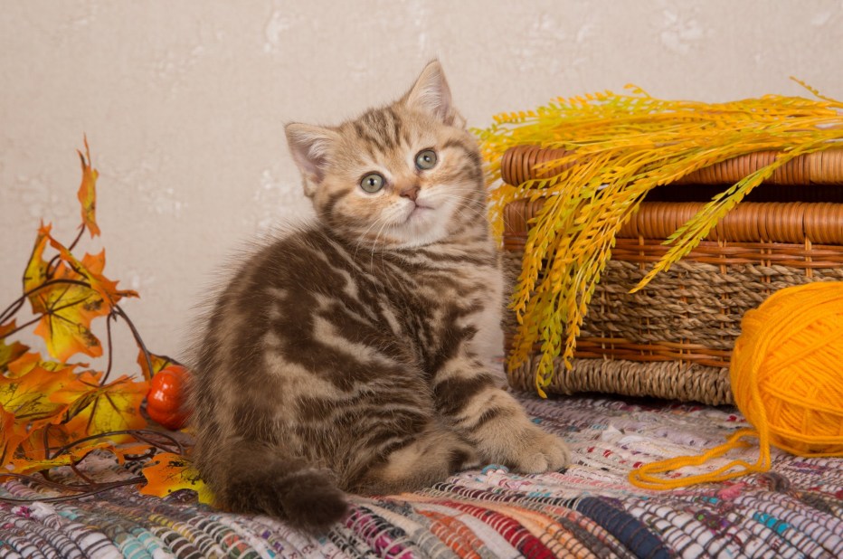 Британские мраморные котята