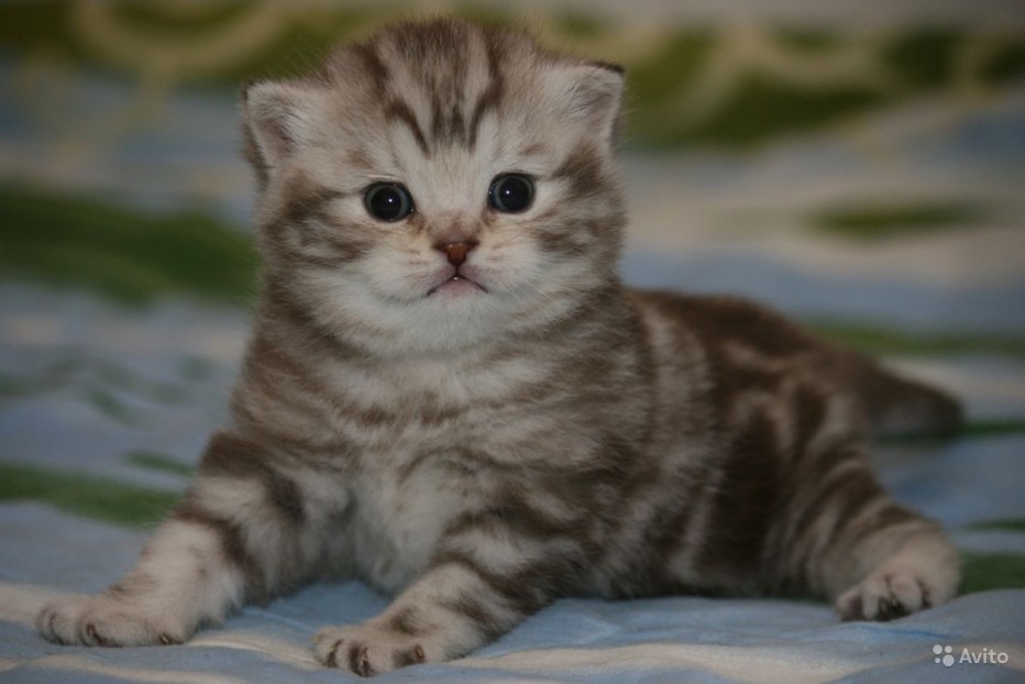 Британские котята серебристый мрамор