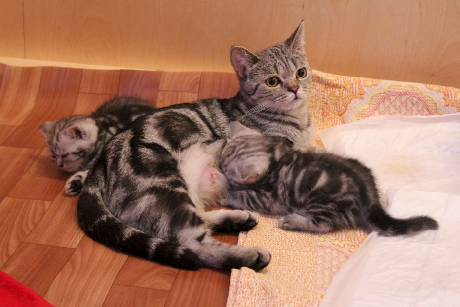 Мраморный британец котенок