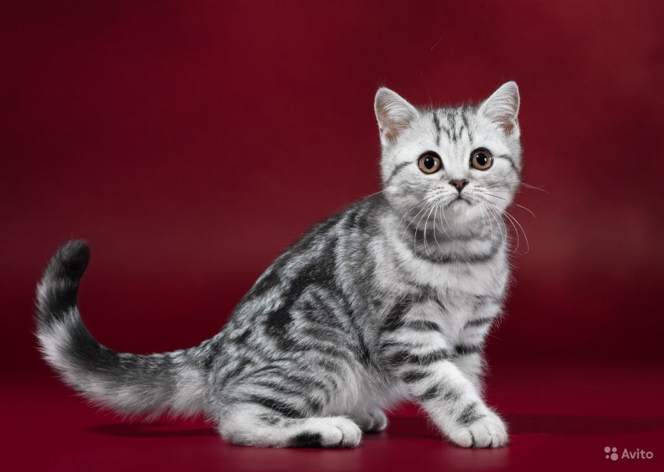 Британский кот мраморный кофейный окрас
