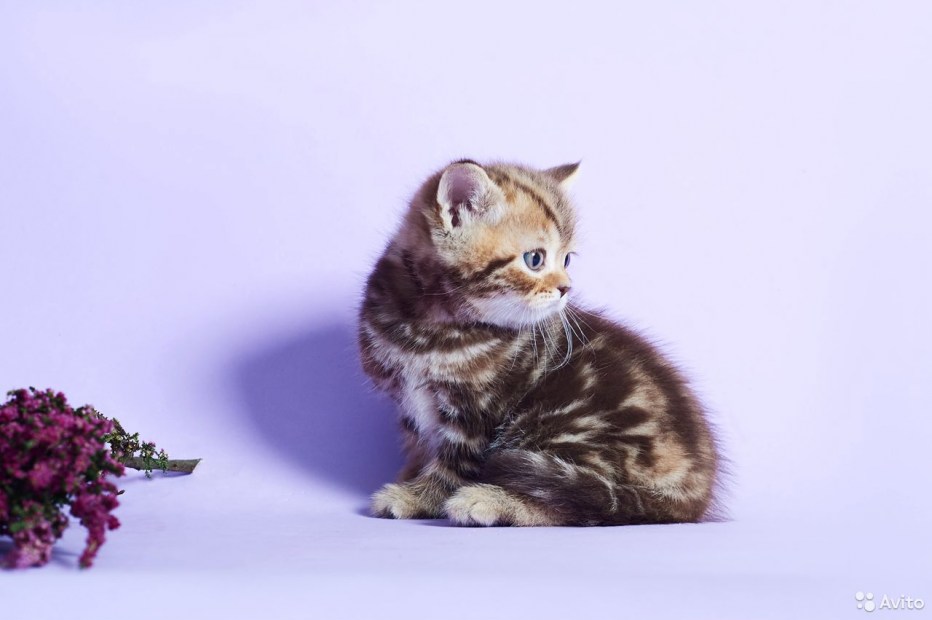 Лиловый мраморный британский котенок