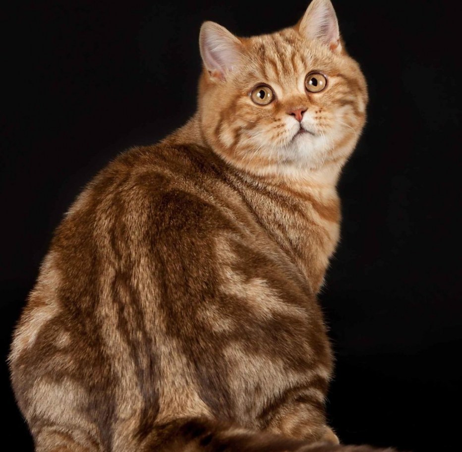 Британский кот мраморный белый