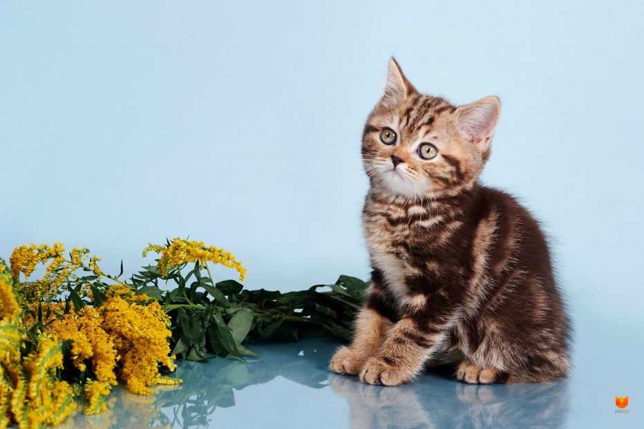 Маленькие котята мраморного окраса