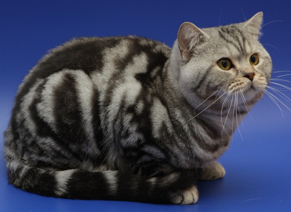 Мраморный серебристый окрас британской кошки
