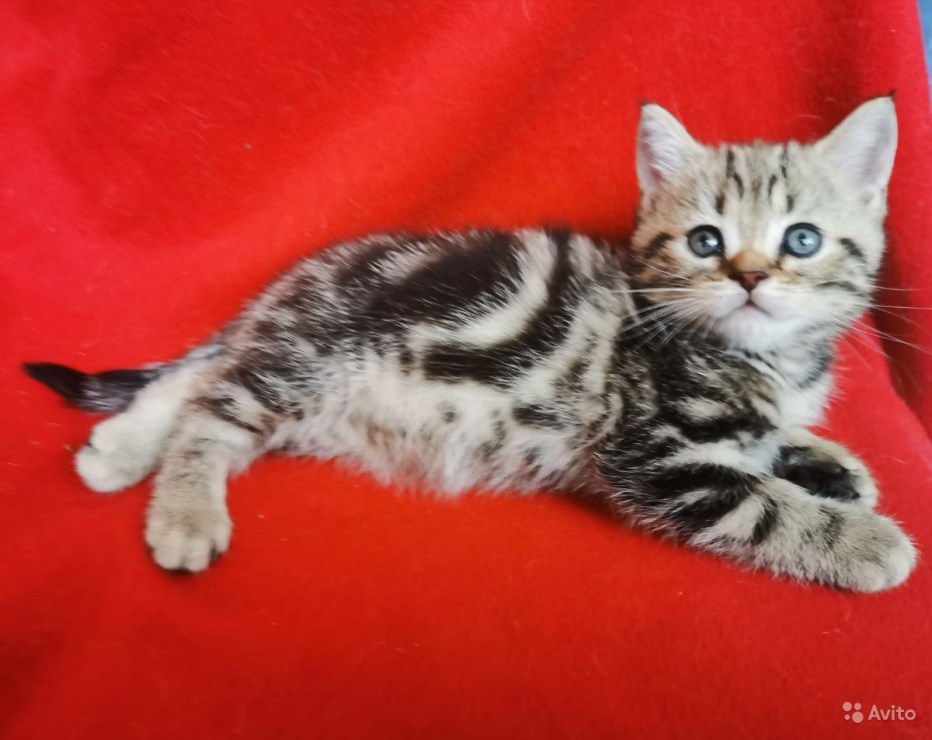 Британские котята из питомника