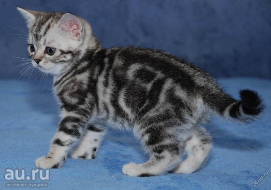 Британский кот вискас мраморный