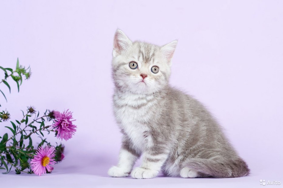 Британский котенок 2 месяца