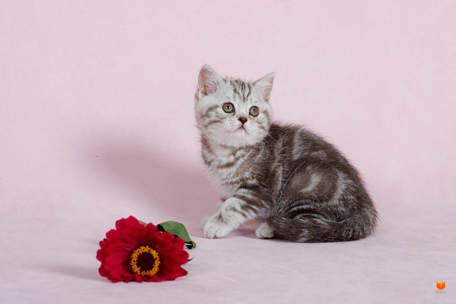 Британский кот мраморный кофейный окрас