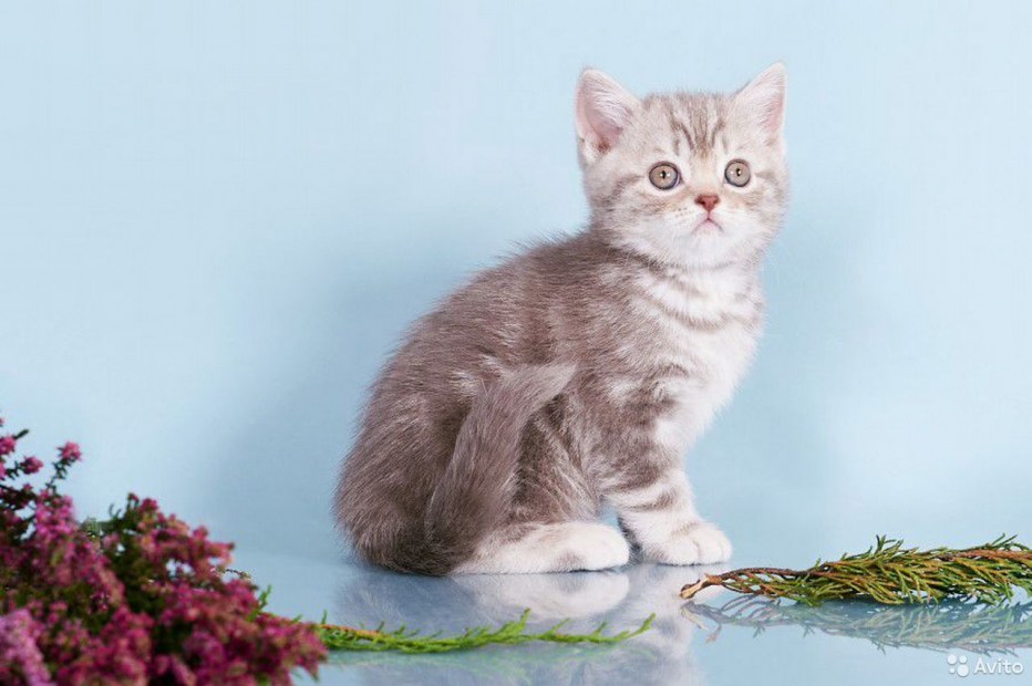 Британский кот мраморный