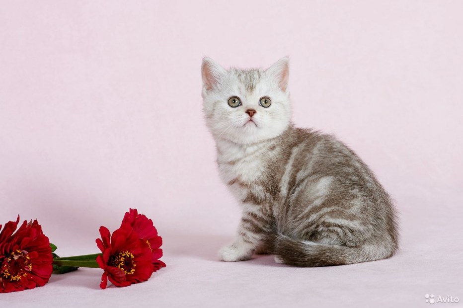 Шотландские котята страйт голубой мрамор