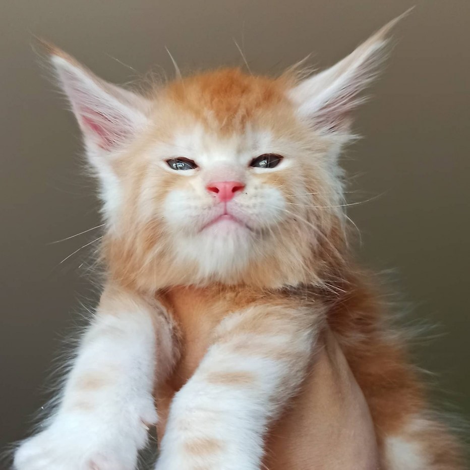 Котята Мейн куна мальчики