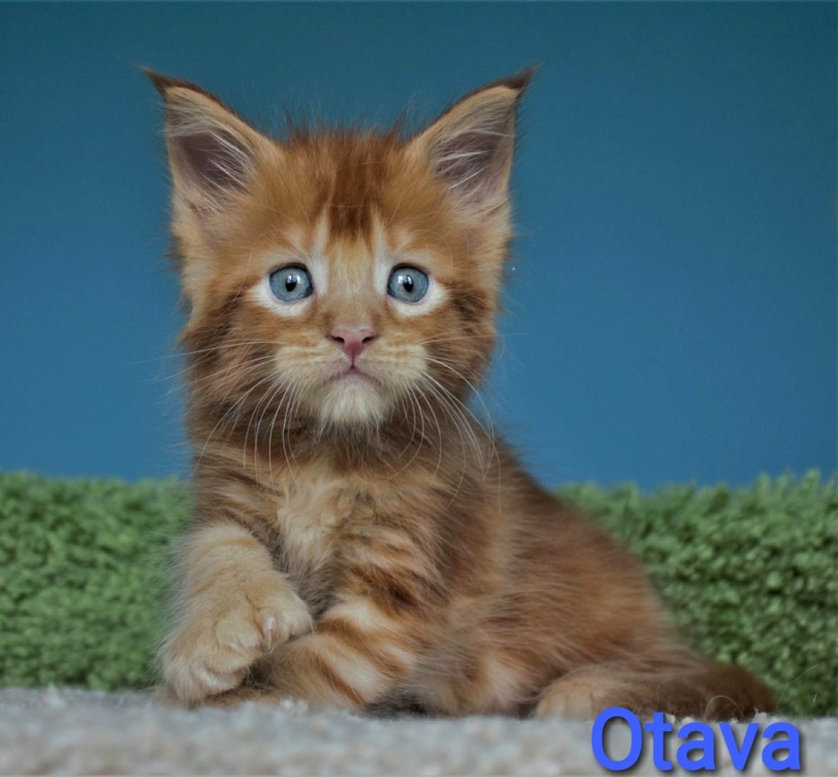 Котята Мейн кун в добрые руки бесплатно