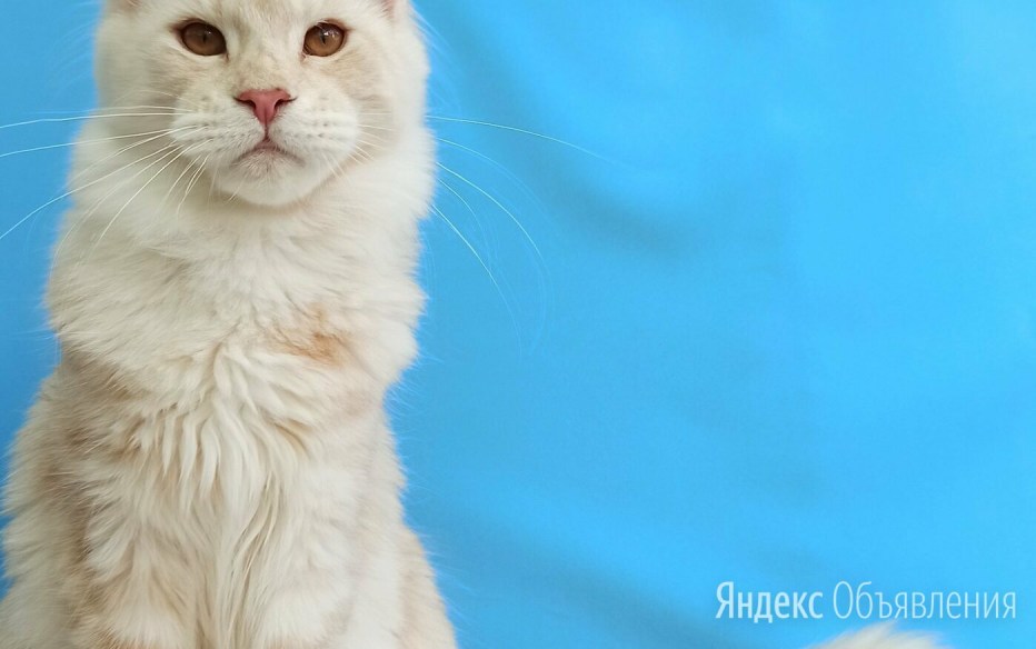 Питомник Мейн кунов Katrin's Tails