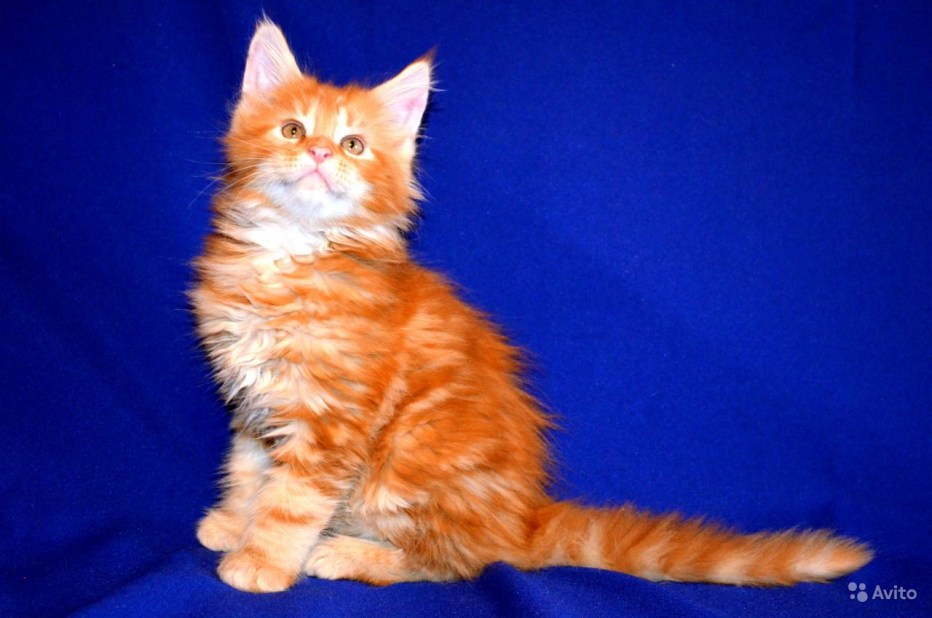 Коты Мейн куны котята