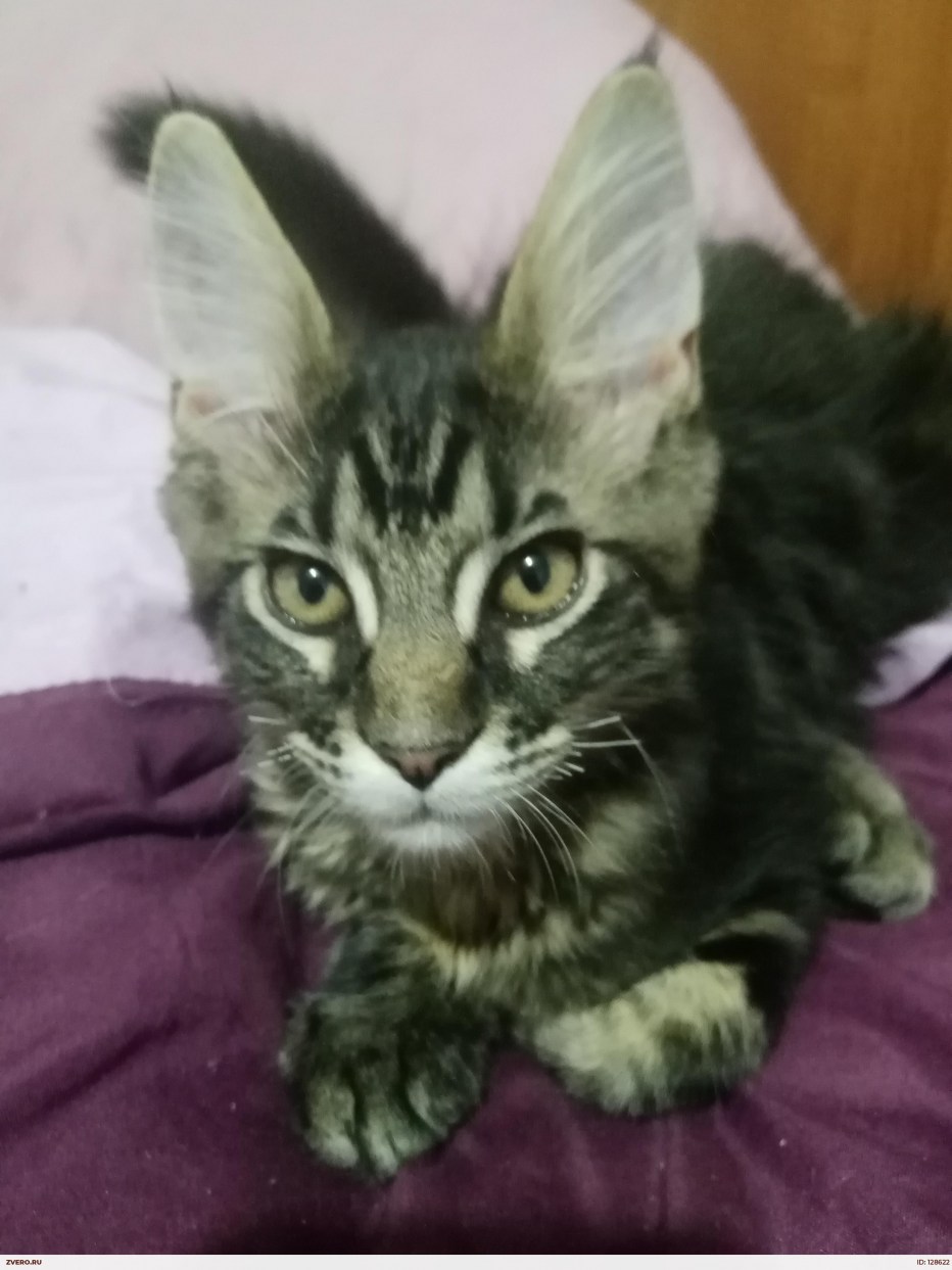 Котята Мейн кун