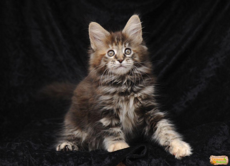Котенок Мейн кун девочка