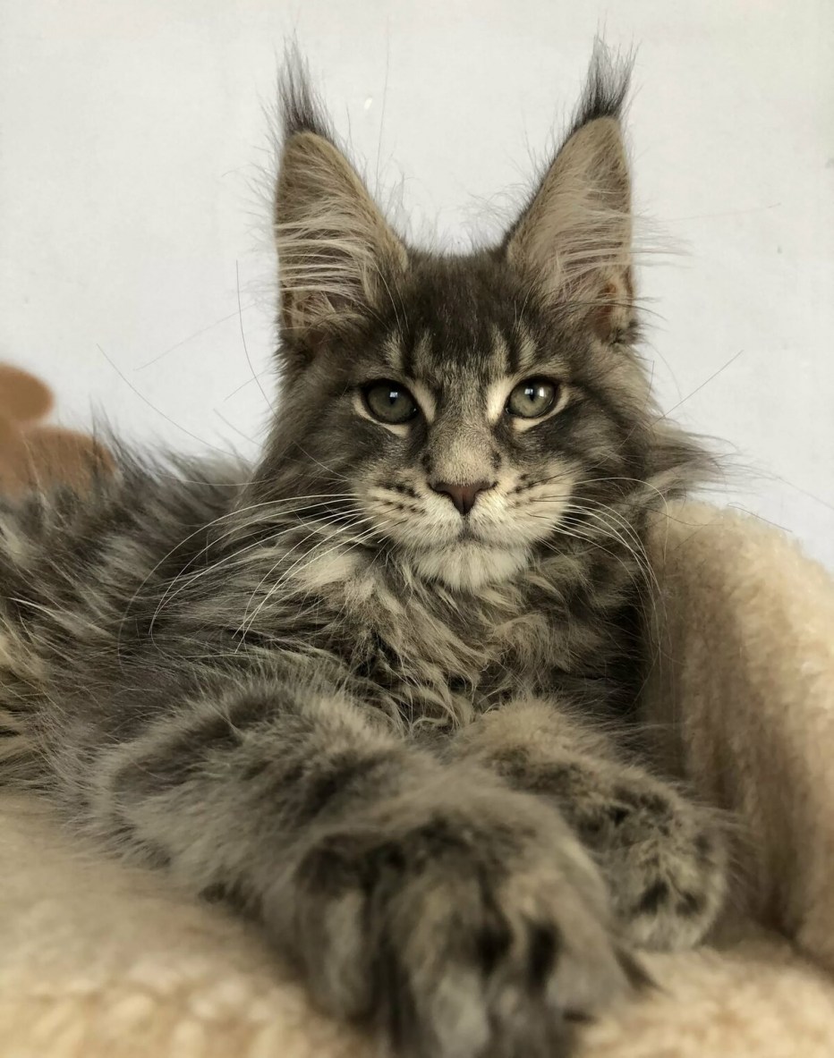 Настоящий котик