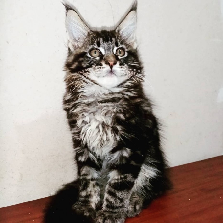 Кот Мейн кун приют