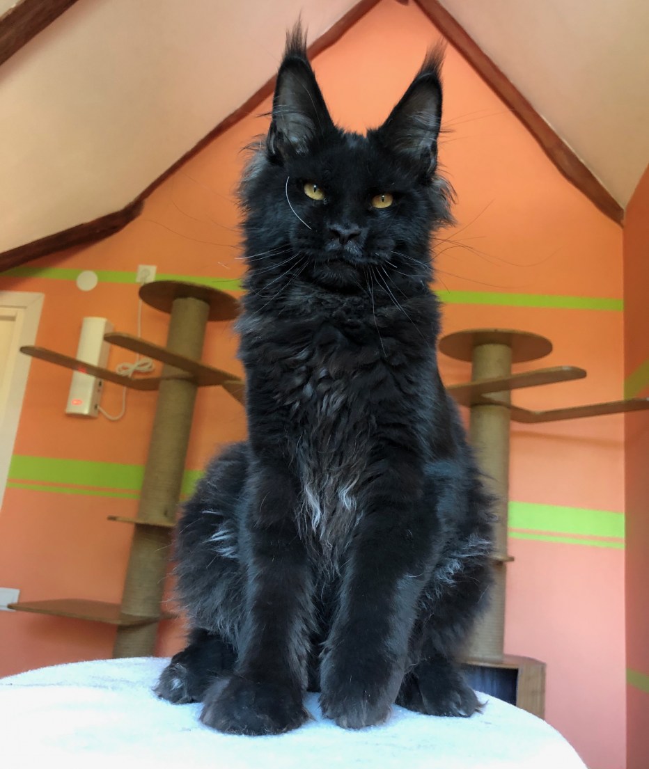 Котята в Мичуринске Мейн кун