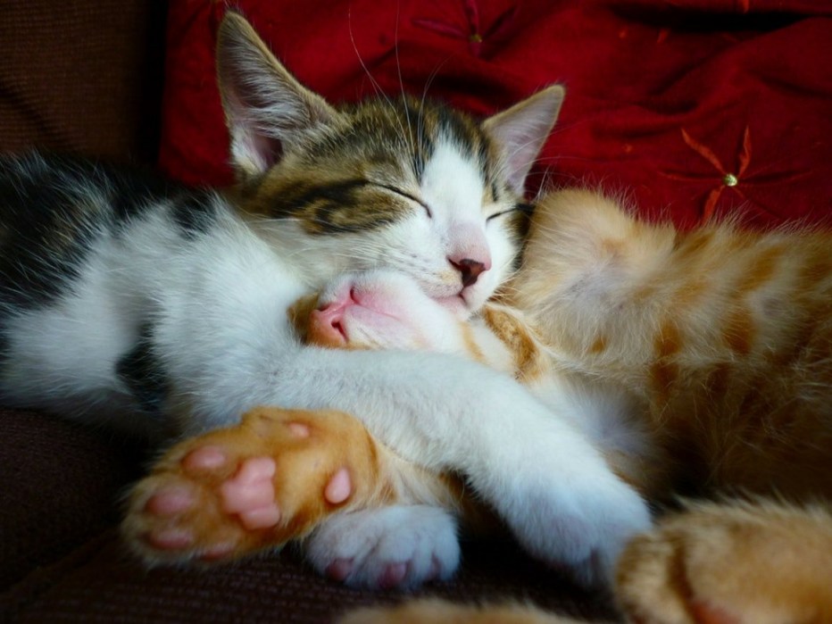 Кот обнимает